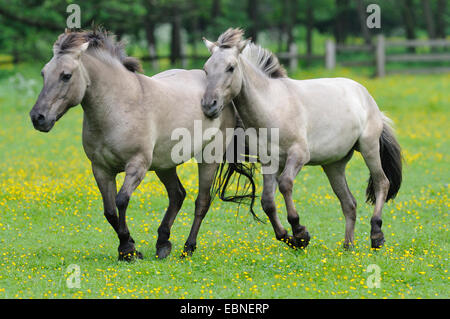 Tarpan (Equus ferus gmelini, Equus gmelini), retour de la tentative d'élevage de chevaux sauvages disparues sous-espèces par le croisement des différentes races de chevaux. Mares à travers un pré, Allemagne Banque D'Images