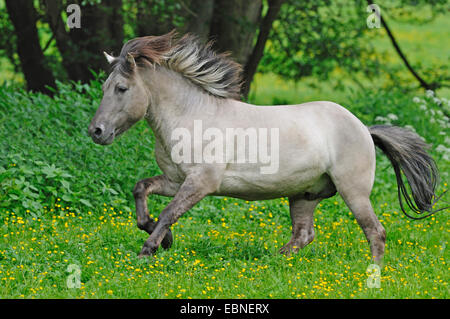 Tarpan (Equus ferus gmelini, Equus gmelini), retour de la tentative d'élevage de chevaux sauvages disparues sous-espèces par le croisement des différentes races de chevaux. Gallopping dans un pré , Allemagne Banque D'Images