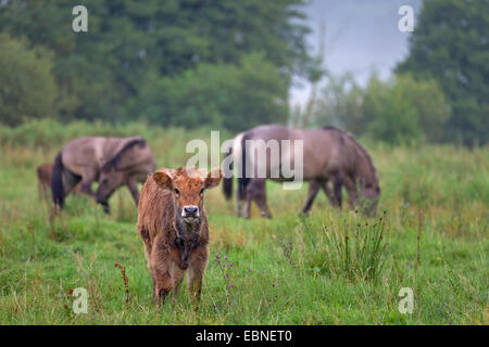 Bovins Heck (Bos primigenius f. taurus), veau avec chevaux konik dans un pâturage, Allemagne, Schleswig-Holstein, Naturschutzgebiet Weidelandschaft Eidertal Banque D'Images