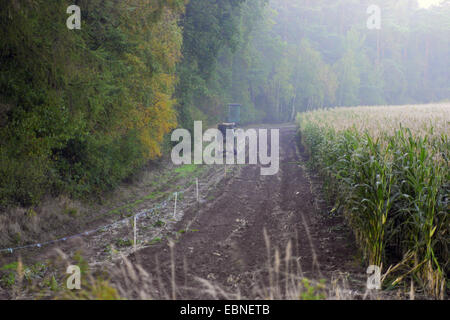 Le maïs, le maïs (Zea mays), posée en andains élevé entre forêt et champ de maïs, l'ALLEMAGNE, Basse-Saxe Banque D'Images