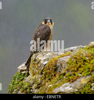 Le faucon pèlerin (Falco peregrinus), assis sur un jeune oiseau rocky knoll à douchage pluie, Allemagne, Bade-Wurtemberg Banque D'Images