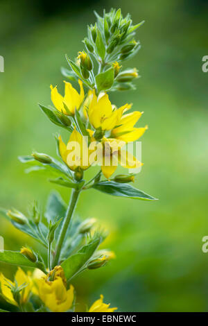 La Salicaire (Lysimachia punctata tachetées), inflorescence, Allemagne Banque D'Images