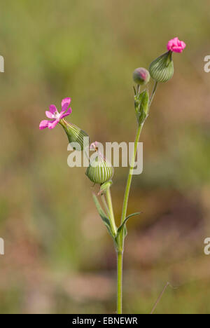 Sand Scouler (Silene conica), blooming, Allemagne Banque D'Images
