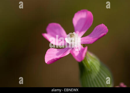 Sand Scouler (Silene conica), fleur, Allemagne Banque D'Images