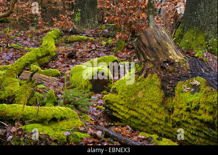 Chêne pourri les troncs d'arbres recouverts de mousse, de l'Allemagne, en Rhénanie du Nord-Westphalie, région du Bergisches Land Banque D'Images