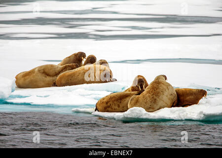 Le morse (Odobenus rosmarus), les morses se trouvant sur les glaces à la dérive, de la Norvège, Svalbard Banque D'Images