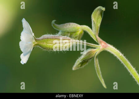 White (Silene latifolia subsp. alba, Silene alba, Silene pratensis, Melandrium album), fleur, Allemagne Banque D'Images