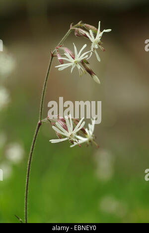 Nottingham Scouler (Silene nutans), inflorescence, Allemagne Banque D'Images