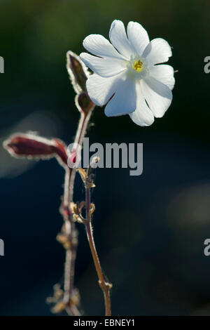 White (Silene latifolia subsp. alba, Silene alba, Silene pratensis, Melandrium album), fleur en rétro-éclairage, Allemagne Banque D'Images