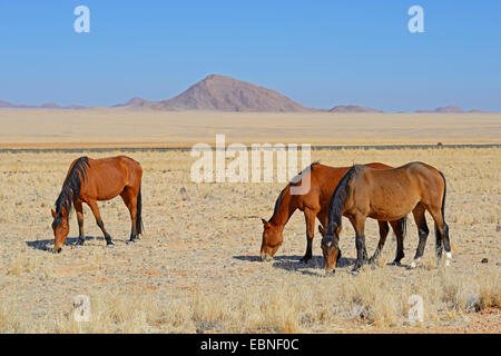 Chevaux sauvages du Namib (Equus caballus przewalskii. f), le pâturage des chevaux à Garub près de Aus, Namibie Banque D'Images