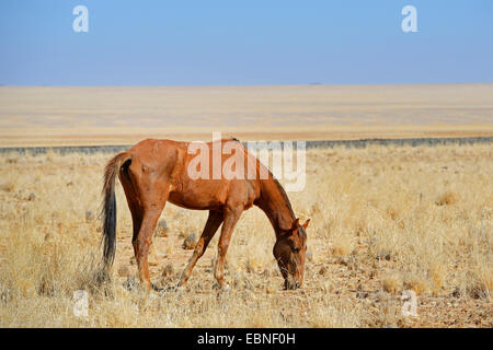 Chevaux sauvages du Namib (Equus caballus przewalskii f.), les pâturages à cheval près de Garub Aus, Namibie Banque D'Images