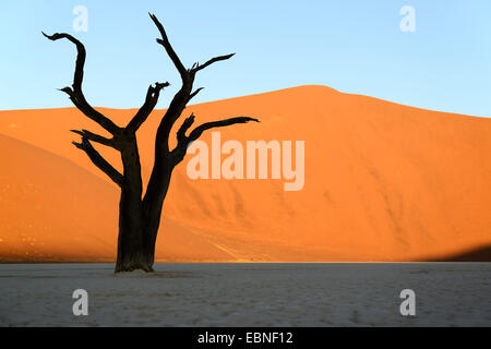 Camel thorn, la girafe thorn (Acacia erioloba), Dead camel thorn dans le désert dans la lumière du soir, la Namibie, le Parc National Namib Naukluft Sossusvlei, Banque D'Images