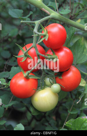 Jardin la tomate (Solanum lycopersicum, Lycopersicon esculentum), le cultivar Picolino Banque D'Images