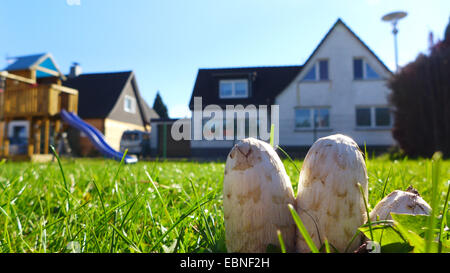 Cap d'encre Shaggy, avocat, la perruque de Shaggy mane (Coprinus comatus), les jeunes dans un gazon perruques pf une aire de jeux pour enfants, Allemagne Banque D'Images