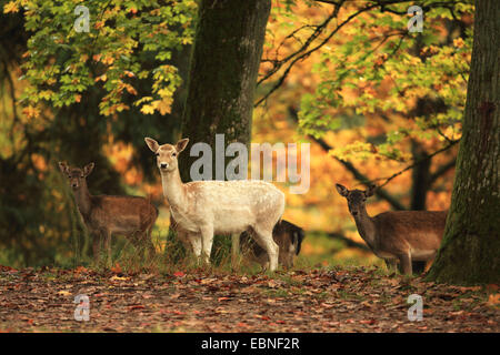 Le daim (Dama dama, Cervus dama), hinds en forêt d'automne, l'Allemagne, la Bavière Banque D'Images