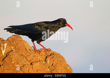 Crave à bec rouge (Pyrrhocorax pyrrhocorax), debout sur un rocher, Canaries, La Palma Banque D'Images