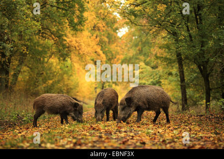 Le sanglier, le porc, le sanglier (Sus scrofa), trois sangliers sur un sentier de forêt en automne, l'Allemagne, Bade-Wurtemberg Banque D'Images