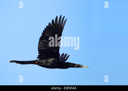 Dard d'Amérique (Anhinga anhinga), homme volant, USA, Floride Banque D'Images