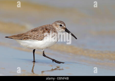 Le Bécasseau variable (Calidris alpina), en plumage d'hiver sur la plage, USA, Floride Banque D'Images