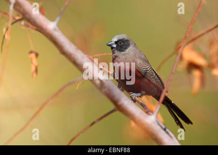 Black-cheeked waxbill (Estrilda erythronotus), homme assis sur une branche, Afrique du Sud, Kgalagadi Transfrontier National Park Banque D'Images