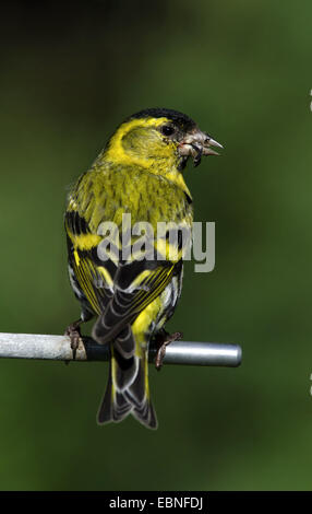 Siskin Carduelis spinus (épinette), au jardin d'alimentation, Royaume-Uni, l'Écosse, le Parc National de Cairngorms Banque D'Images