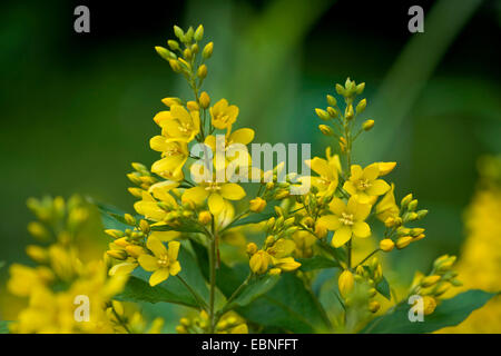 La salicaire pourpre jaune (Lysimachia vulgaris), la floraison, Allemagne Banque D'Images