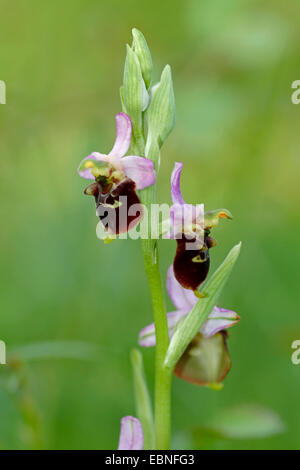 Plus tard orchidée araignée (Ophrys holoserica, Ophrys holosericea), blooming, Allemagne Banque D'Images