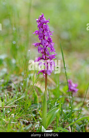 Début-pink orchid (Orchis mascula), la floraison, la Suisse, l'Oberland bernois Banque D'Images