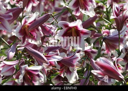 Lily (Lilium spec.), blooming Banque D'Images