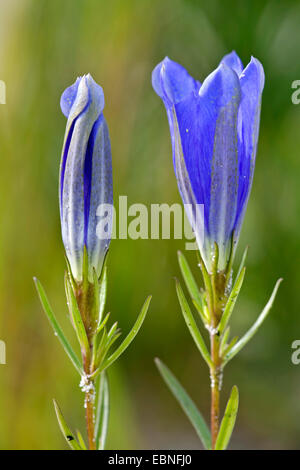 Gentiane des marais (Gentiana pneumonanthe), fleur, Danemark Banque D'Images