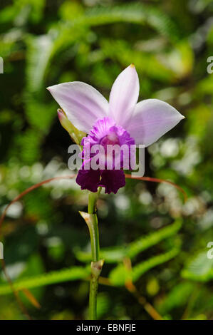 Bamboo Orchid (Arundina graminifolia), fleur, Sri Lanka, Sinharaja Forest National Park Banque D'Images