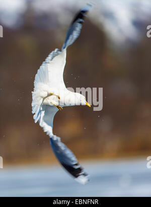 Mew Gull (Larus canus), en vol, la Norvège, Troms Banque D'Images