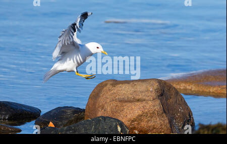 Mew Gull (Larus canus), approche d'une pierre sur la côte, de la Norvège, Troms Banque D'Images