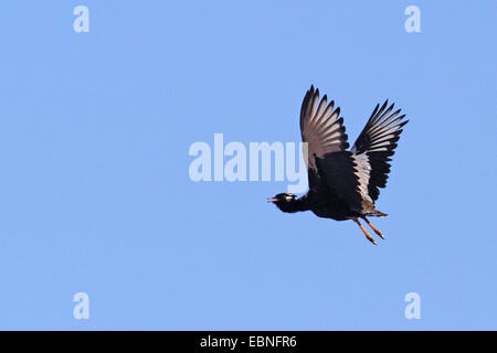 Outarde korhaan noir, noir (Eupodotis afra), homme en Afrique du Sud, vol, oiseau Sanctury Barberspan Banque D'Images