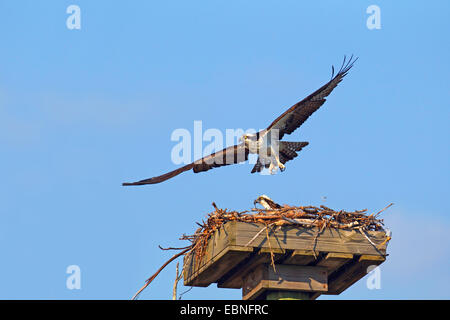 Osprey, le poisson hawk (Pandion haliaetus), l'homme est de s'envoler du nid, USA, Floride Banque D'Images