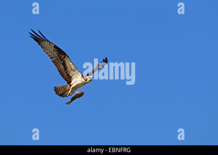 Osprey, le poisson hawk (Pandion haliaetus), homme battant avec un poisson dans les griffes, USA, Floride, Merritt Island Banque D'Images