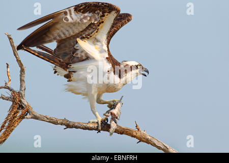 Osprey, le poisson hawk (Pandion haliaetus), homme aux commandes d'un arbre avec un poisson dans les griffes, USA, Floride Banque D'Images