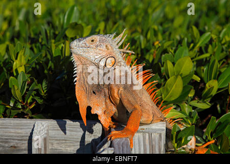 Iguane vert, Iguana iguana iguana (commune), homme assis sur une clôture, USA, Floride Banque D'Images