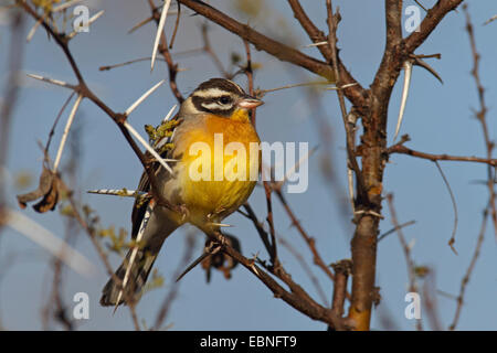 Golden-breasted bunting (Emberiza flaviventris), homme assis dans une épine, Afrique du Sud, le Parc national Krueger Banque D'Images