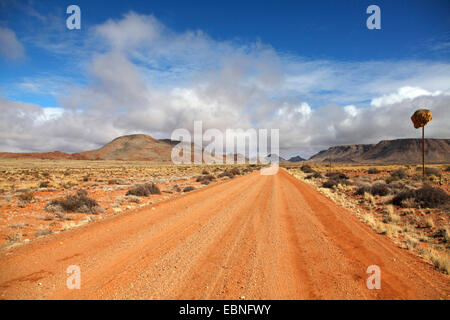 Chemin de terre à travers le semi-désert au sud-ouest de Pofadder, Afrique du Sud, Northern Cape Banque D'Images