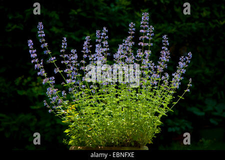 L'faassen (Nepeta x faassenii catmint Nepeta faassenii,), qui fleurit en rétro-éclairage Banque D'Images