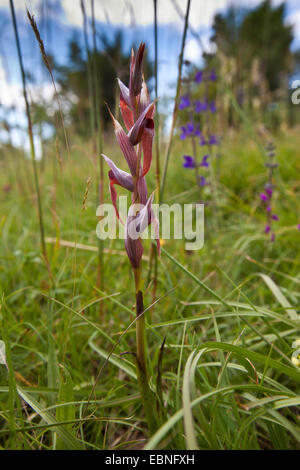 Lèvres longue serapias, charrue-partager Serapias vomeracea serapias (s.l..), la floraison, la Croatie, Istrie Banque D'Images