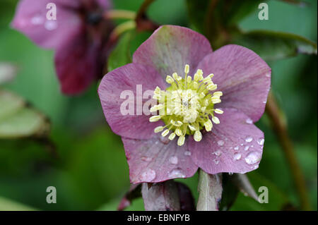 L'hellébore rouge (Helleborus 'Atrorubens', Helleborus atrorubens), fleur avec de l'eau gouttes Banque D'Images