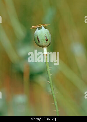 Du pavot à opium (Papaver somniferum), navire de semences avec latex Banque D'Images