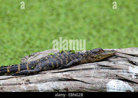 Alligator Alligator mississippiensis) (alligator, jeune couché sur un tronc d'arbre mort dans l'eau, USA, Floride Banque D'Images