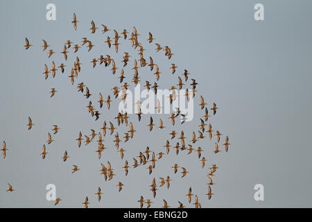 Western Sandpiper (Calidris mauri), flying flock, USA, Floride, Merritt Island Banque D'Images