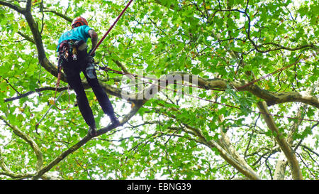 Escalade dans un arboriste arbre, Allemagne Banque D'Images