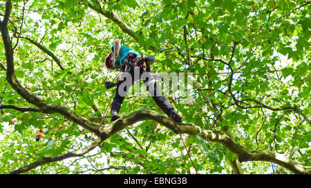 Escalade dans un arboriste arbre, Allemagne Banque D'Images