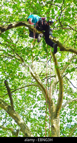 Escalade dans un arboriste arbre, Allemagne Banque D'Images