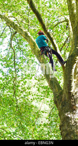 Escalade dans un arboriste arbre, Allemagne Banque D'Images